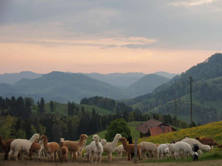 Alpaka Appenzell - Apéro und Führung
